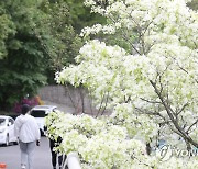 '만개한 이팝나무 아래'