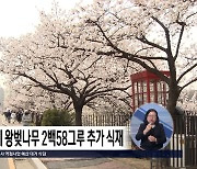 청주 무심천변에 왕벚나무 2백58그루 추가 식재