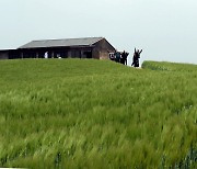 푸른 물결 넘실넘실.…청보리밭 산책길!