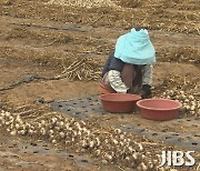 지난해 마늘 수매가 역대 최고  기록..올해는?