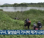 대구시, 달성습지 가시박 제거 나서