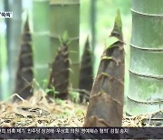 [60초 경남] 봄 햇살에 죽순도 ‘쑥쑥’, 거제 맹종죽순 수확