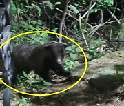 대구 팔공산 등산로에 나타난 새끼곰…시민이 목격해 신고