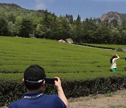 강진 월출산 봄소풍 축제 `차빛 힐링'  성료