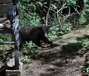 "팔공산 등산로에 곰이 나타났다"…확인 결과 '오소리'(종합)