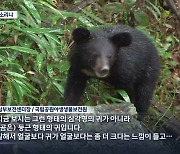 대구 팔공산 곰 출현 논란···곰을 오소리로 판독?