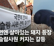 수육 파티 이어 '미니피그' 등장…대구 이슬람사원 돼지 전쟁