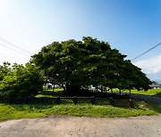 [고규홍의 큰 나무 이야기] 탄신일쯤 꽃 피우는 ‘이순신 나무’