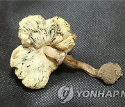 국립중앙과학관, '경상북도 울릉군 일대의 생물다양성' 발간