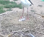 청주서 야생 방사 앞둔 '황새부부' 새끼 4마리 부화성공