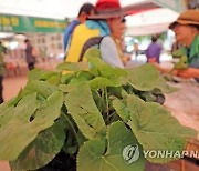 홍천산나물축제 산불 피해 위로…산나물 무료 나눔 이벤트