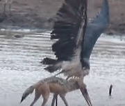 [수요동물원] “내가 먹히다니!”…‘라이온킹 황새’의 끔찍한 최후