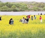 빈 땅만 보이면 유채꽃 심는 충북…제주 따라하다 환경훼손 논란