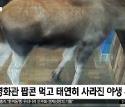 [이 시각 세계] 영화관 팝콘 먹고 태연히 사라진 야생 무스