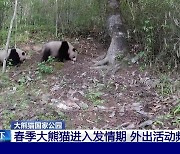 중국, 봄은 야생 판다 연애의 계절