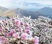 갑자기 봄기운 실종…덕유산에 때아닌 '상고대'