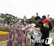 "함평나비축제도 보고 '퀴즈이벤트·후기'도 응모하세요"