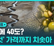 [D리포트] '4월에 40도' 스페인…극심한 가뭄에 올리브유 가격도 급등