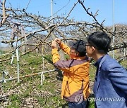 이달 초순 영하 3도까지 '뚝'…충북 농작물 641.5㏊ 냉해