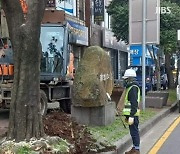 '묻지마 가로수 제거' 논란 없앤다.. 가지 쳐내도  협의해야