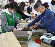 "옻 없어요" 옥천군, 이상저온 탓 축제물량 확보 진땀