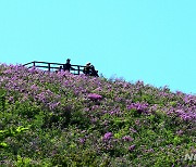 상춘객 유혹하는 망운산 철쭉