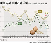 [그래픽] 마늘 가격 강세에 재배면적 5년 만에 최대↑