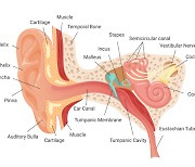 "잠 많이 잘수록 청력손실… 원인은 불분명"