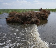 Louisiana Coast Christmas Trees