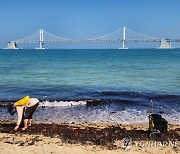 광안리에 떠내려온 해조류