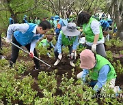 국제위러브유운동본부, 철쭉 군락 조성 봉사