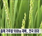 전북, 올해 가루쌀 908ha 재배.. 전국 최대