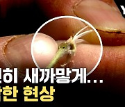 [자막뉴스] 불에 탄 듯 새까맣게 변했다...심각한 피해 상황