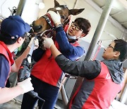 '경력단절 막는다' 경주마 재활 지원 프로그램 확대