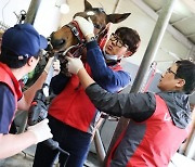 경주마 재활 지원 확대…경력 연장 돕는다