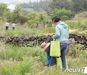 한라산 청정 고사리 축제 개막