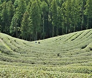 [One with Nature] Immerse yourself in the verdant greens of Boseong