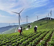 전국 최대 고랭지 배추 생산 태백, 농번기 인력난 숨통