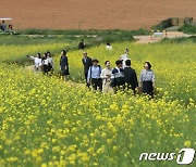 유채꽃밭 거닐며