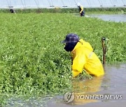 독소 잡는 ○○○…"대장염 개선에 효과적"