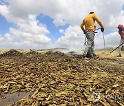 MIDEAST PHOTO SET PALESTINE AGRICULTURE