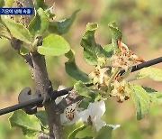 널뛰는 날씨에 ‘사과나무’가 얼었다…나뭇가지 쩍쩍 갈라져