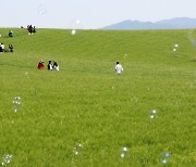 드넓은 청보리밭