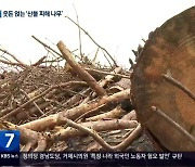 ‘산불 피해목’ 발전소 땔감으로…“규정 강화해야”