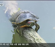 공지천 ‘붉은귀거북’ 조사도 포획도 손놔