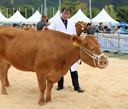 경기도 한우 우수성 알린다···'한우경진대회' 참가 접수