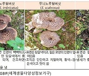 "진짜인줄 알았더니"…식약처, 가짜 능이버섯 적발