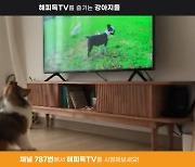 KT스카이라이프, 반려견 채널 '해피독TV' 신규 론칭