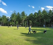 봄 햇살에 강아지와 뛰놀러 가자…5월엔 반려동물 테마파크