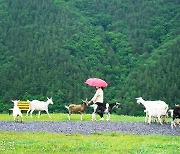 [이런 여행] 산양 면양 알파카에 양몰이 공연까지… 목장으로 소풍 갈까